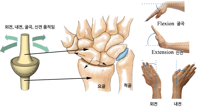 손바닥 뒤집을 때는 손목이 회전하지 않는다 - 꾸르