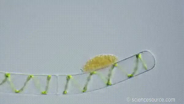 559414FF-5885-4F5C-8ADF-A694B7349536.gif
