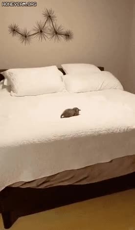 Honeycam 2022-03-29 01-29-41.gif