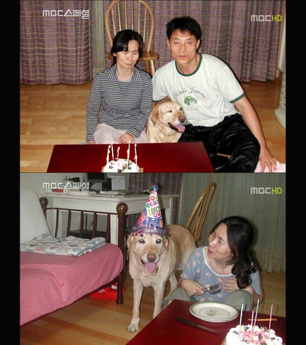 6.jpg 아빠 엄마랑 스무살까지 같이 살자고 약속한 리트리버