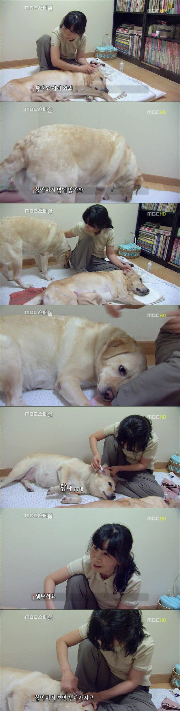 3.jpg 아빠 엄마랑 스무살까지 같이 살자고 약속한 리트리버
