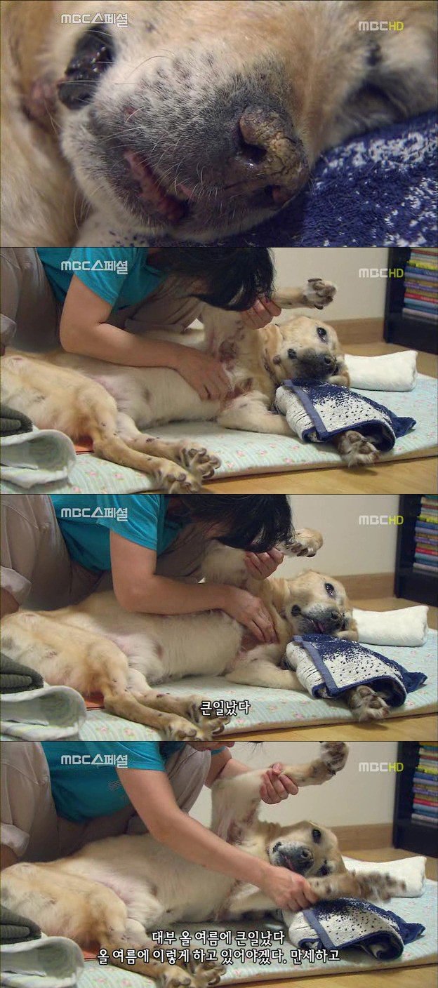 14.jpg 아빠 엄마랑 스무살까지 같이 살자고 약속한 리트리버