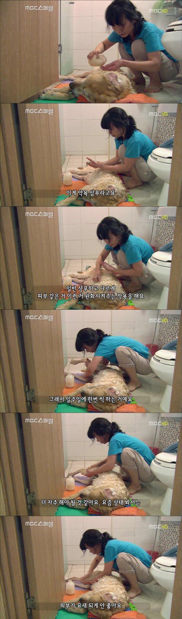 16.jpg 아빠 엄마랑 스무살까지 같이 살자고 약속한 리트리버