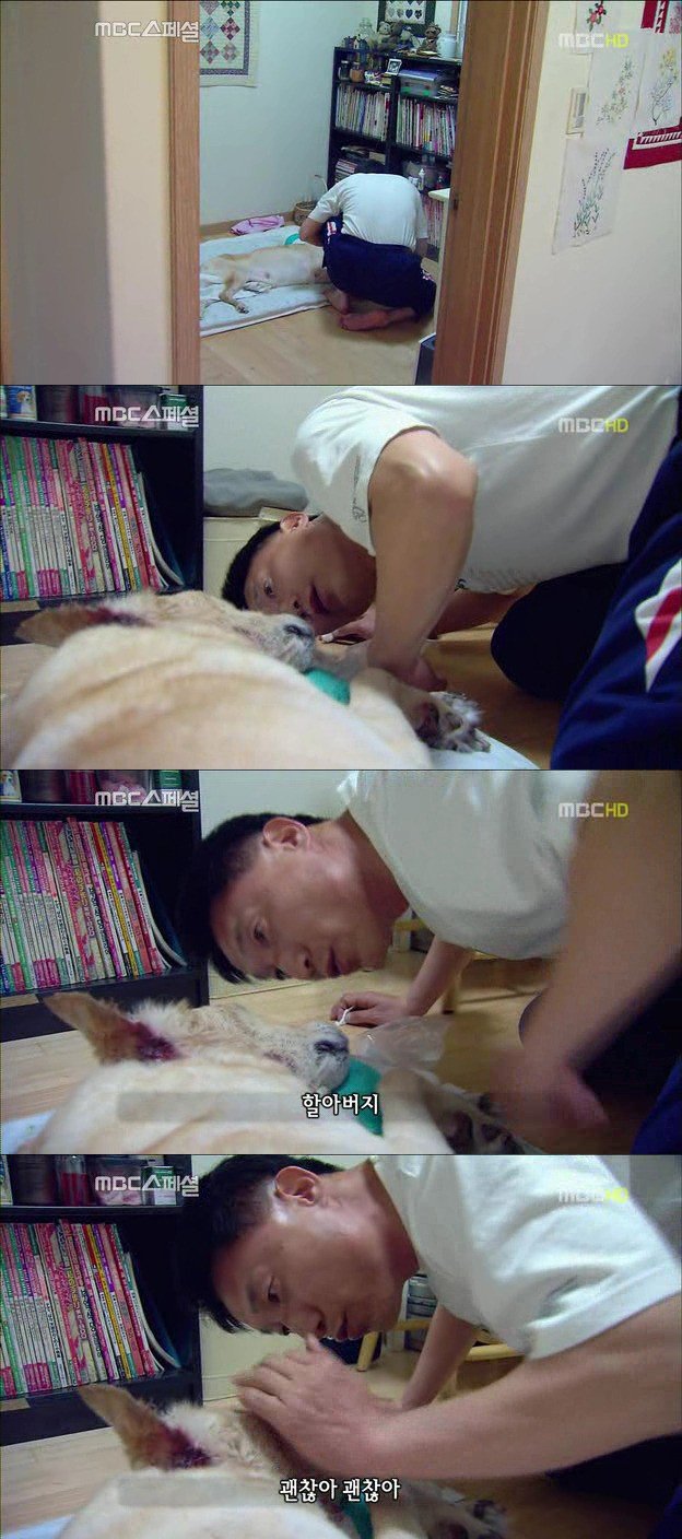 10.jpg 아빠 엄마랑 스무살까지 같이 살자고 약속한 리트리버