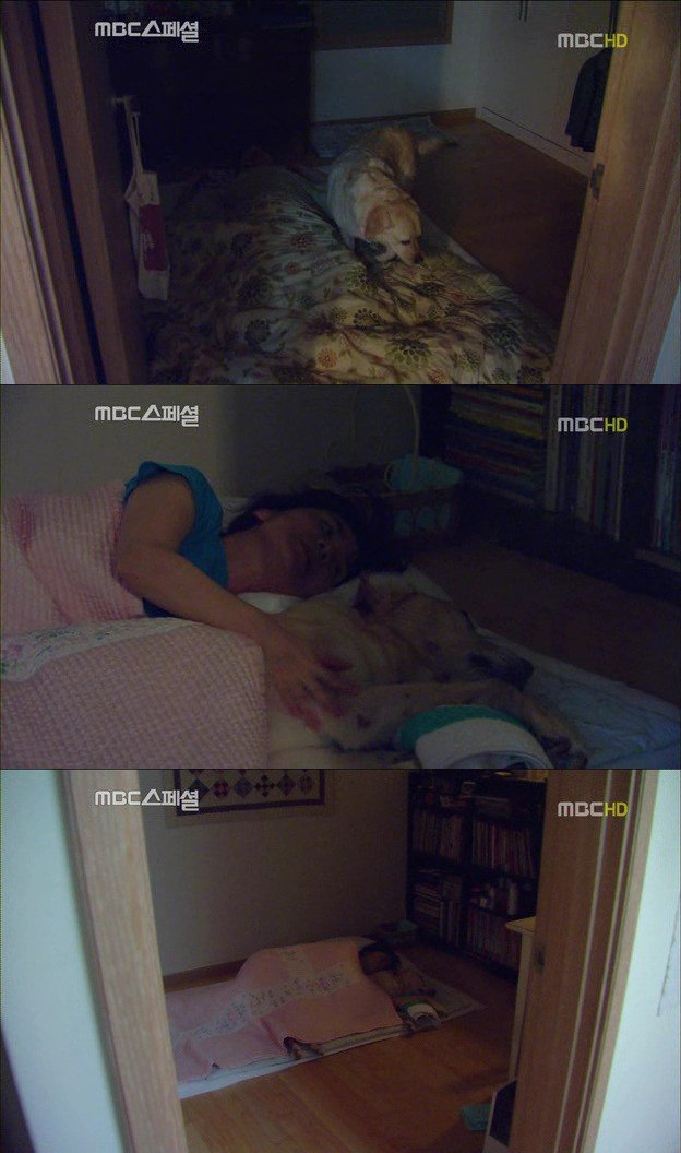 13.jpg 아빠 엄마랑 스무살까지 같이 살자고 약속한 리트리버
