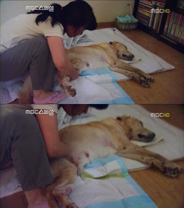 4.jpg 아빠 엄마랑 스무살까지 같이 살자고 약속한 리트리버