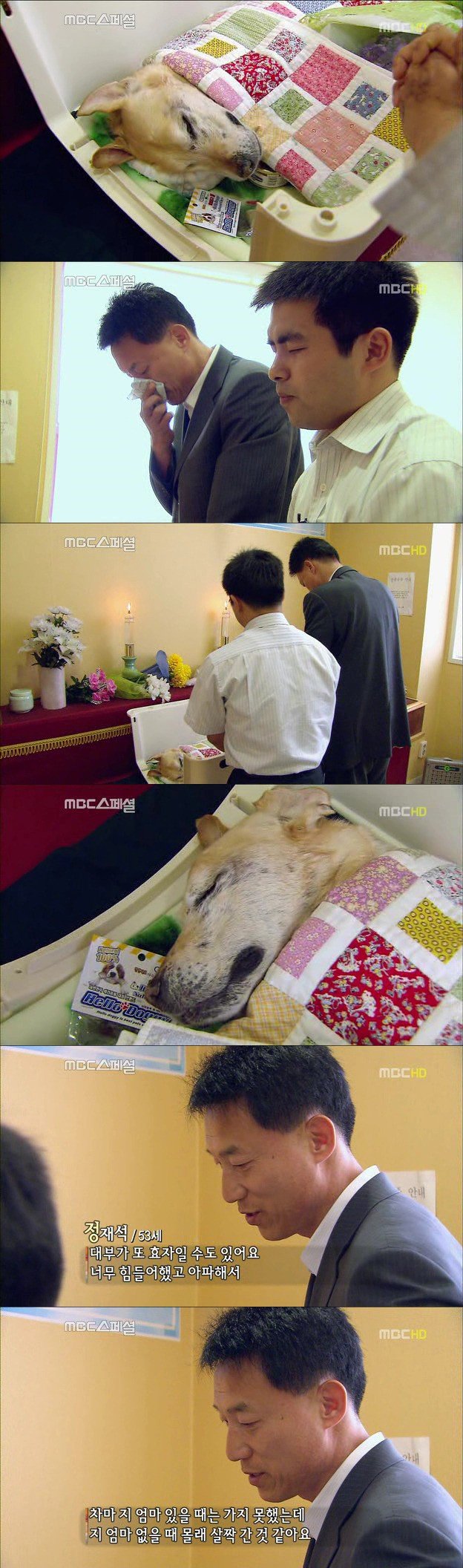 22.jpg 아빠 엄마랑 스무살까지 같이 살자고 약속한 리트리버