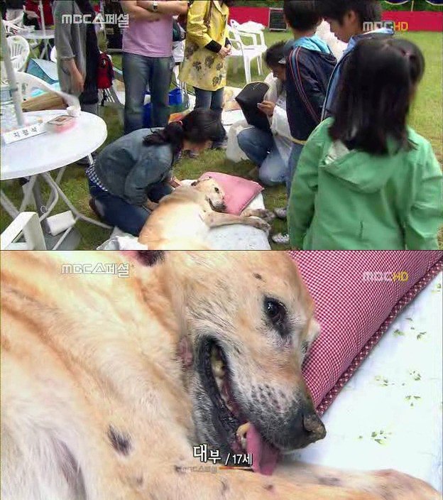17.jpg 아빠 엄마랑 스무살까지 같이 살자고 약속한 리트리버