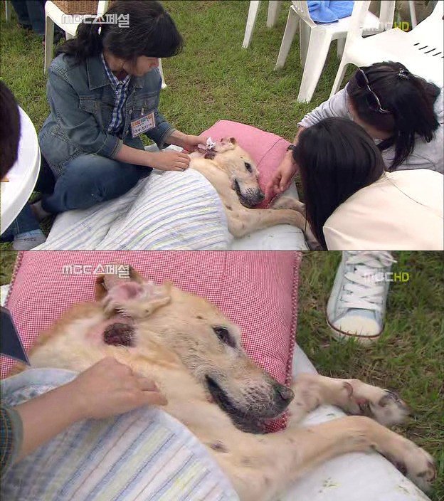19.jpg 아빠 엄마랑 스무살까지 같이 살자고 약속한 리트리버