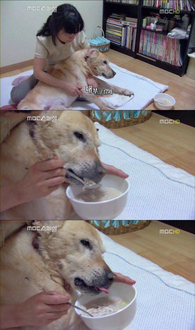 1.jpg 아빠 엄마랑 스무살까지 같이 살자고 약속한 리트리버