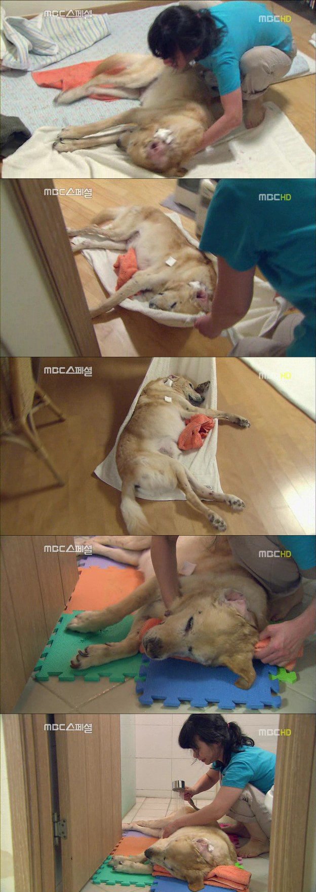 15.jpg 아빠 엄마랑 스무살까지 같이 살자고 약속한 리트리버