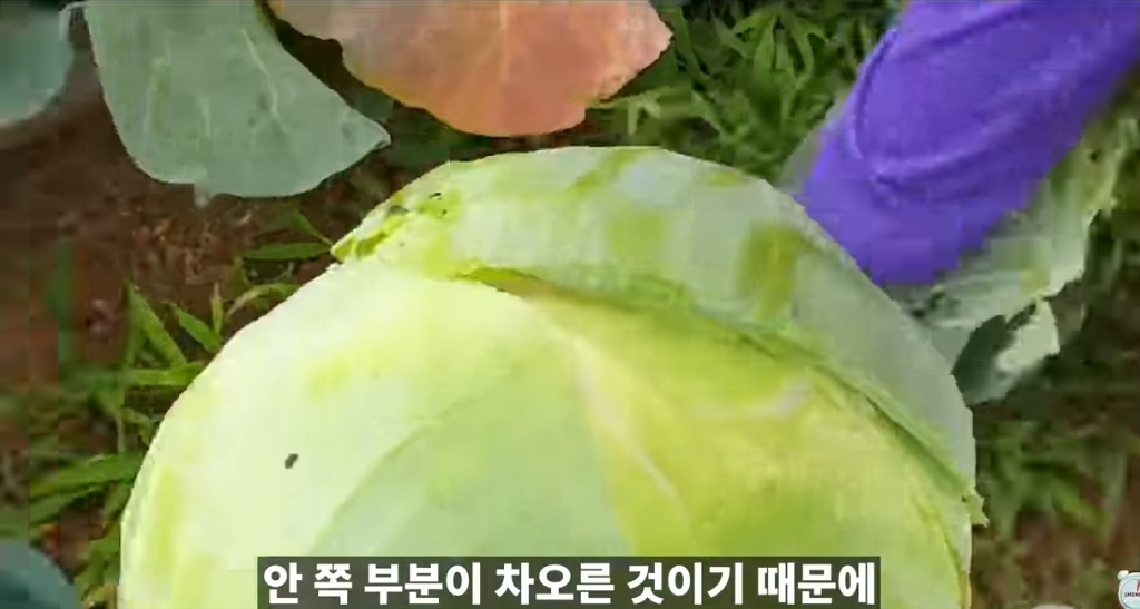 김짤.com_005.png