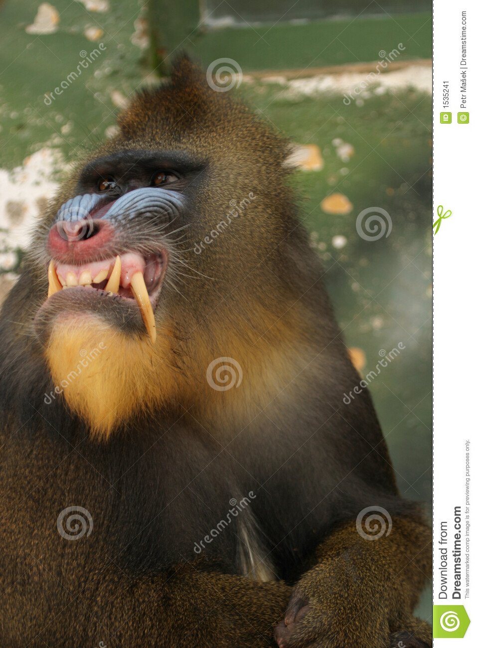 monkey-mandrill-1535241.jpg 맨드릴 원숭이의 이빨