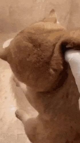 66d2b60a119eeef27d55454366c9e1a4.gif