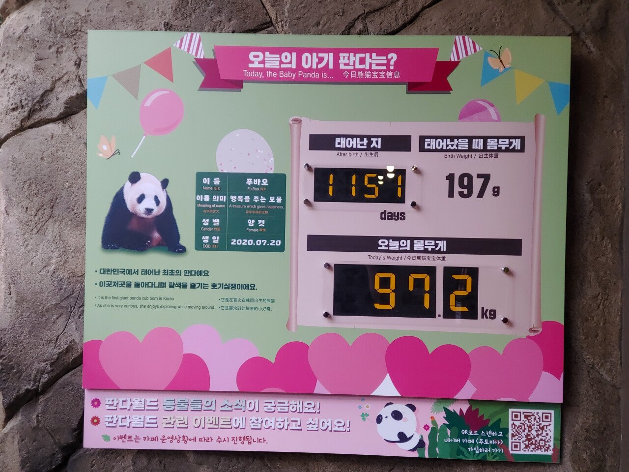 20230914_171139.jpg 어제 에버랜드 빈집털이가서 본 판다 푸바오!