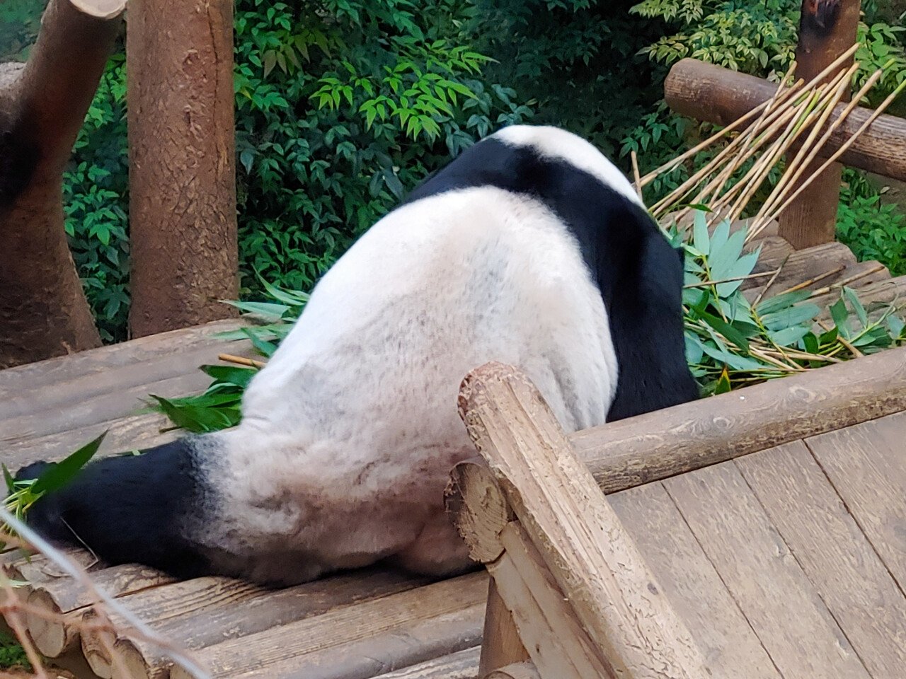 20230914_171205.jpg 어제 에버랜드 빈집털이가서 본 판다 푸바오!