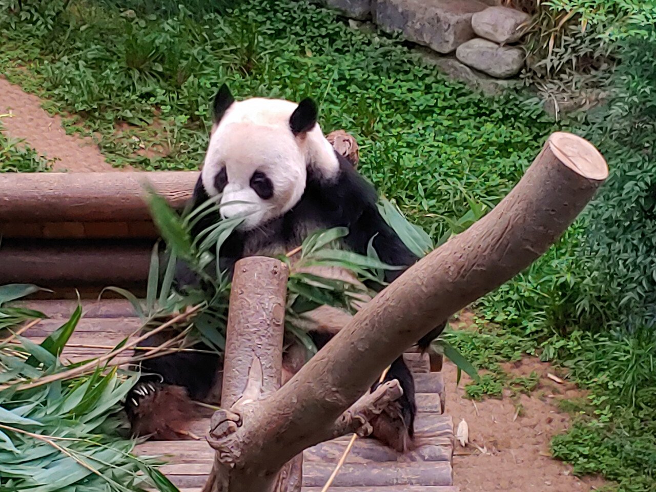 20230914_170952.jpg 어제 에버랜드 빈집털이가서 본 판다 푸바오!