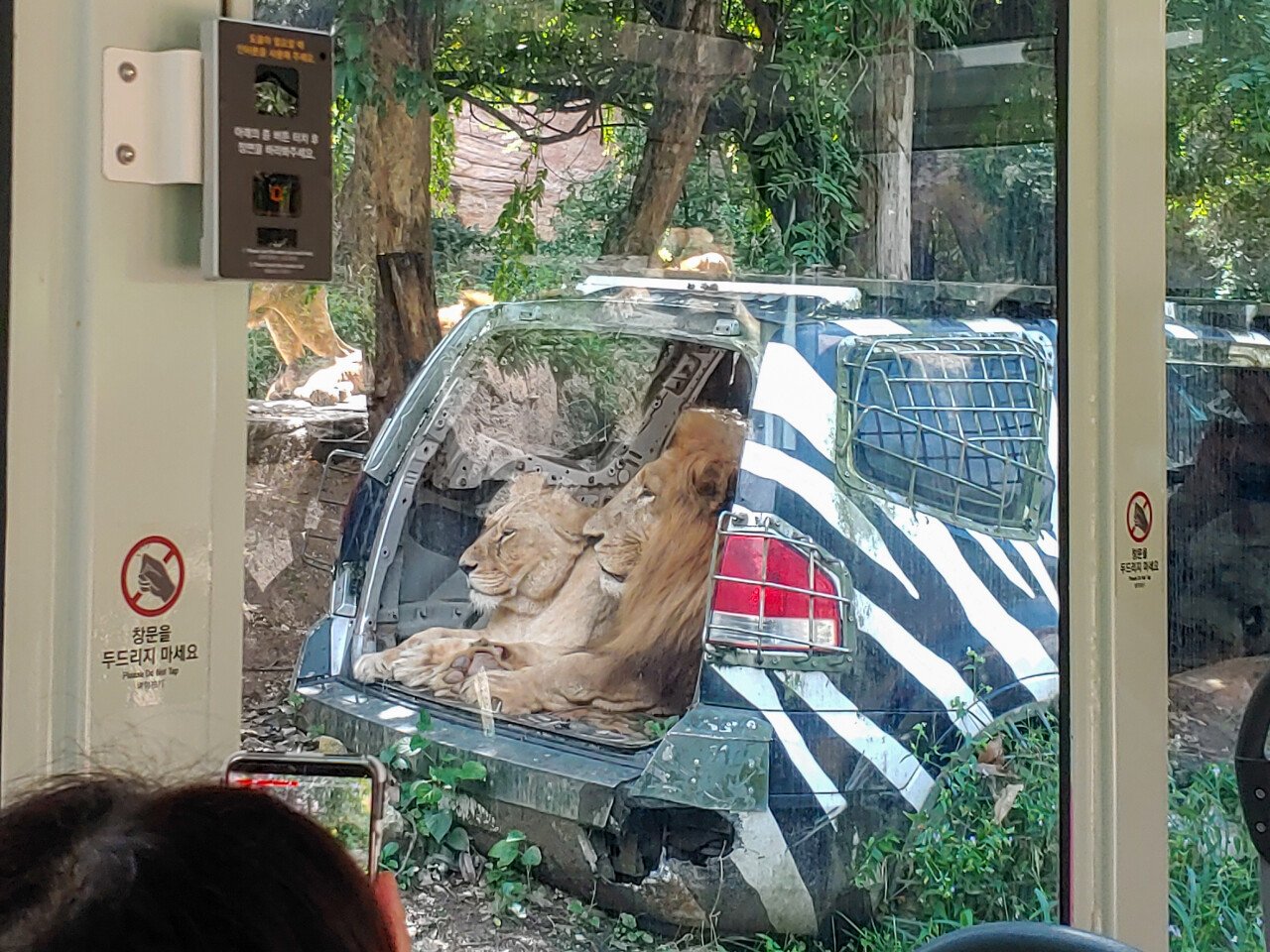 20230914_120332.jpg 어제 에버랜드 빈집털이가서 본 판다 푸바오!