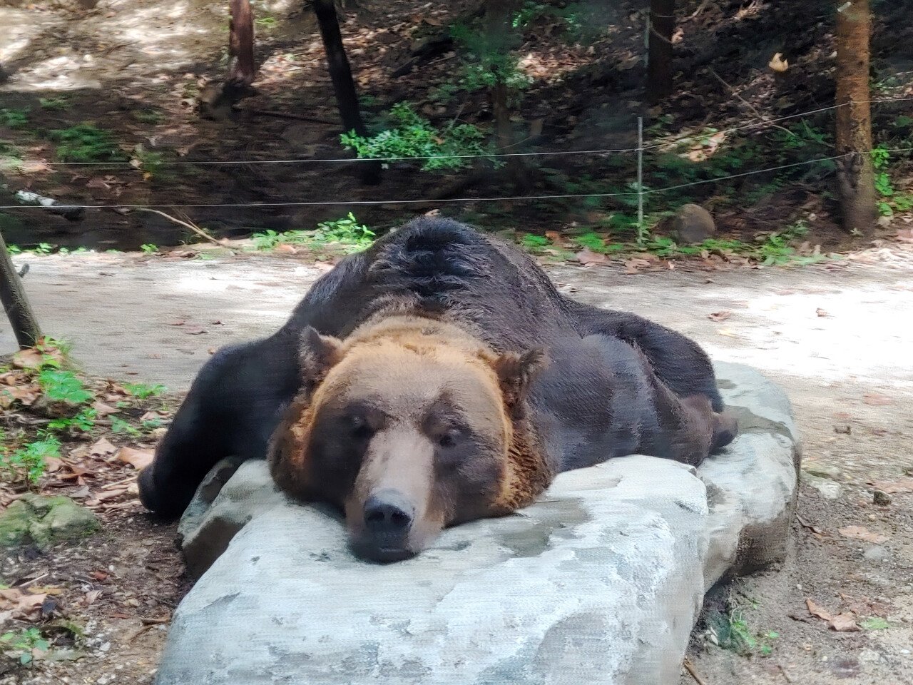 20230914_120939.jpg 어제 에버랜드 빈집털이가서 본 판다 푸바오!
