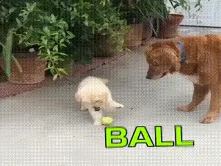 C2A39FE6-0E66-4515-AAF2-C77F843B44A7.gif