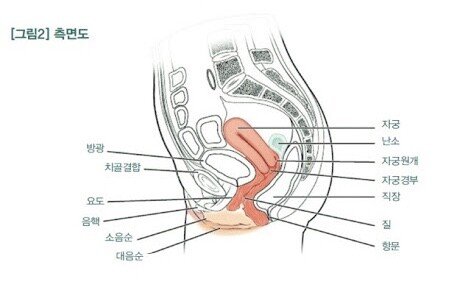 17655a04f704fb8cc.jpeg 자궁까지 삽입이 안 되는 이유...jpg