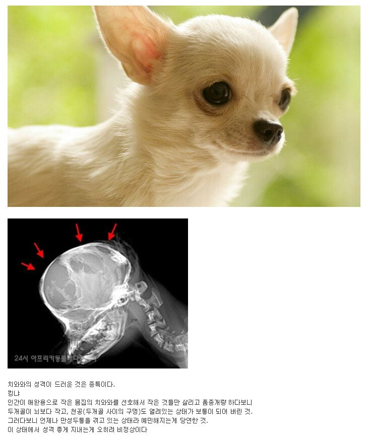 image.png 치와와가 성격이 더러운 이유
