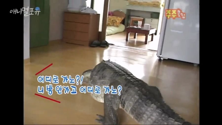 5.jpg 광기의 2000년대 부산...