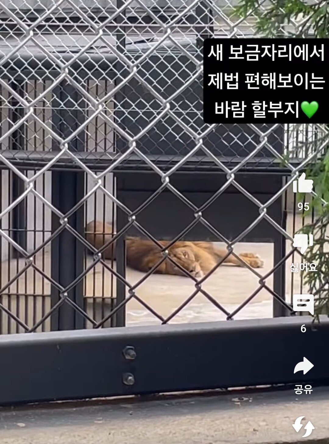 Screenshot_20230712_200912_YouTube.jpg 김해 학대 논란, 갈비뼈 사자 근황