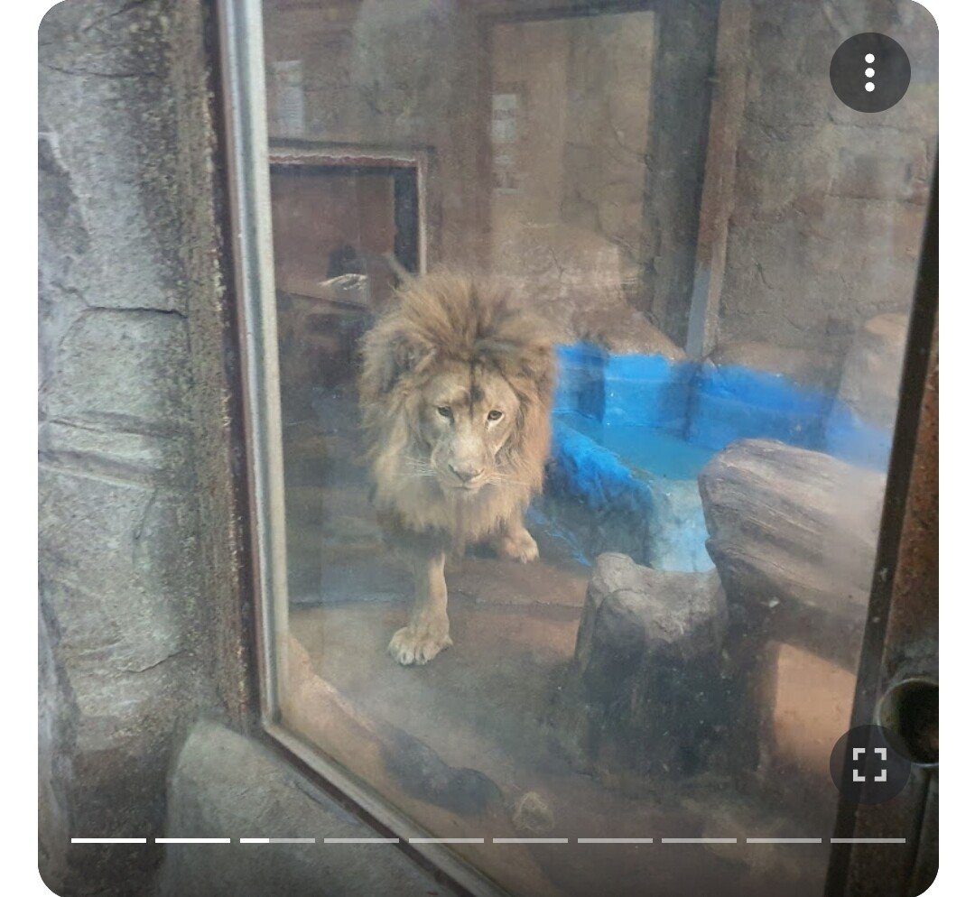 Screenshot_20230712_194359_Samsung Internet.jpg 김해 학대 논란, 갈비뼈 사자 근황