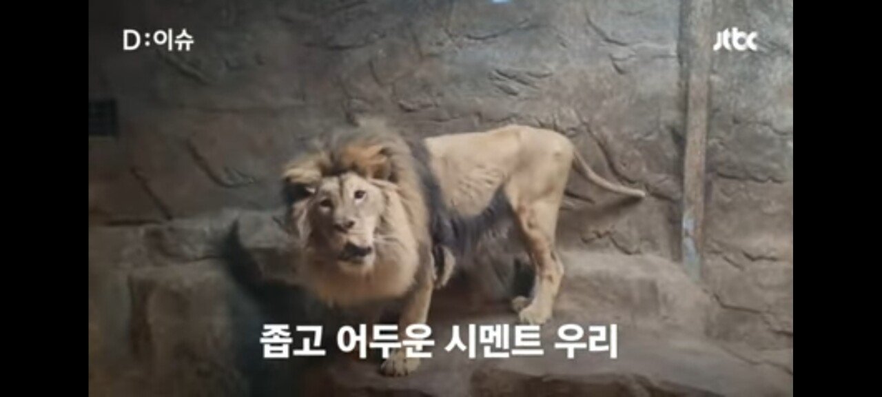 Screenshot_20230712_194026_YouTube.jpg 김해 학대 논란, 갈비뼈 사자 근황