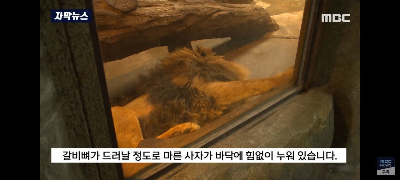 Screenshot_20230712_193939_YouTube.jpg 김해 학대 논란, 갈비뼈 사자 근황