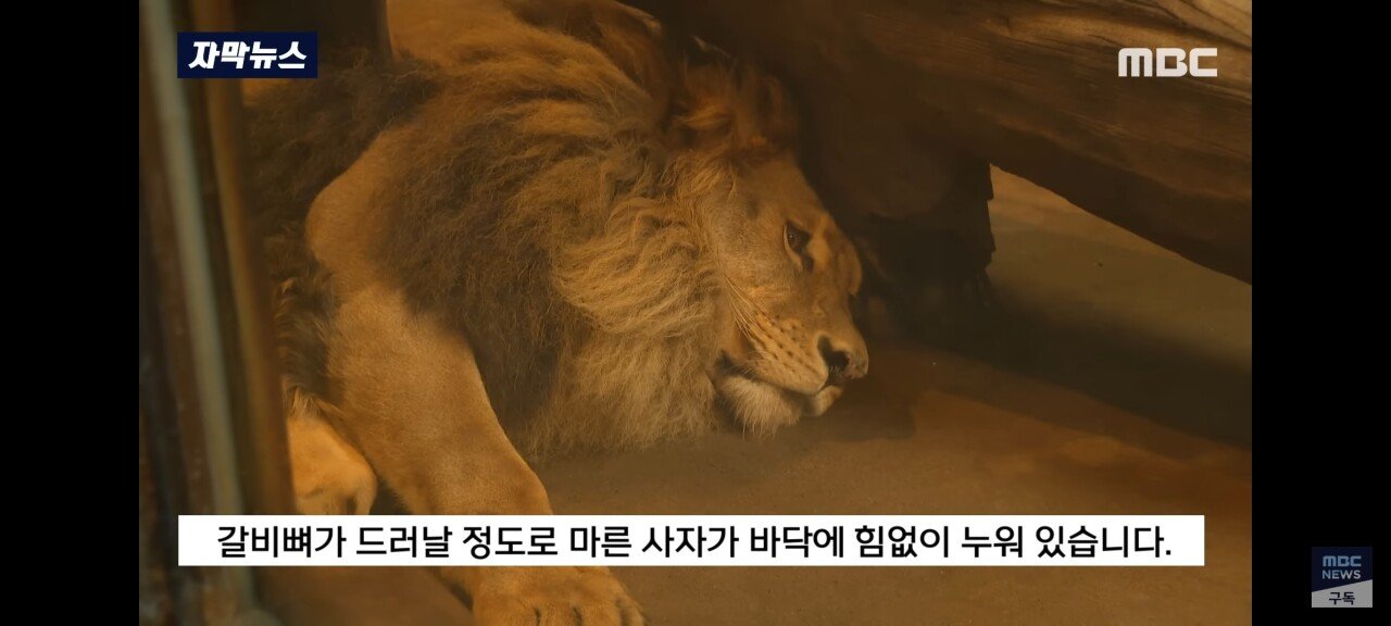 Screenshot_20230712_193944_YouTube.jpg 김해 학대 논란, 갈비뼈 사자 근황