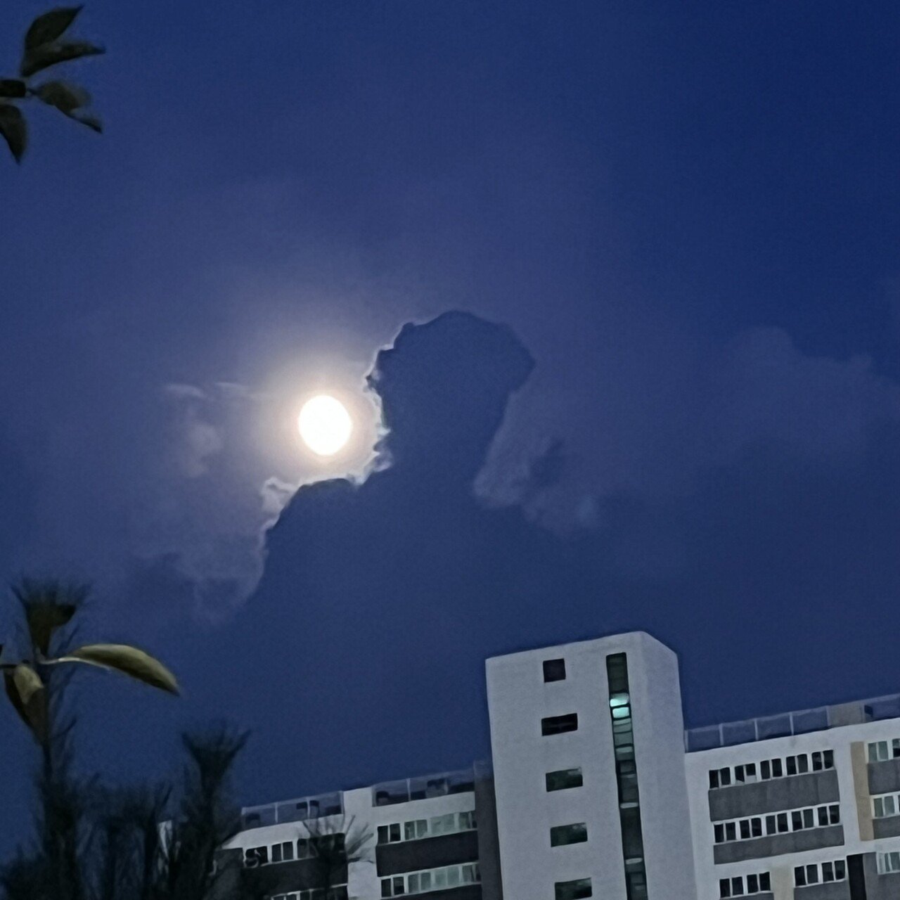 IMG_1478.jpeg
