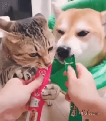 다운로드.gif