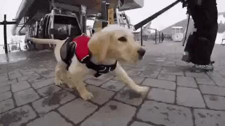 5bfaf80026205376d005c8cc4a5970202ff82600.gif