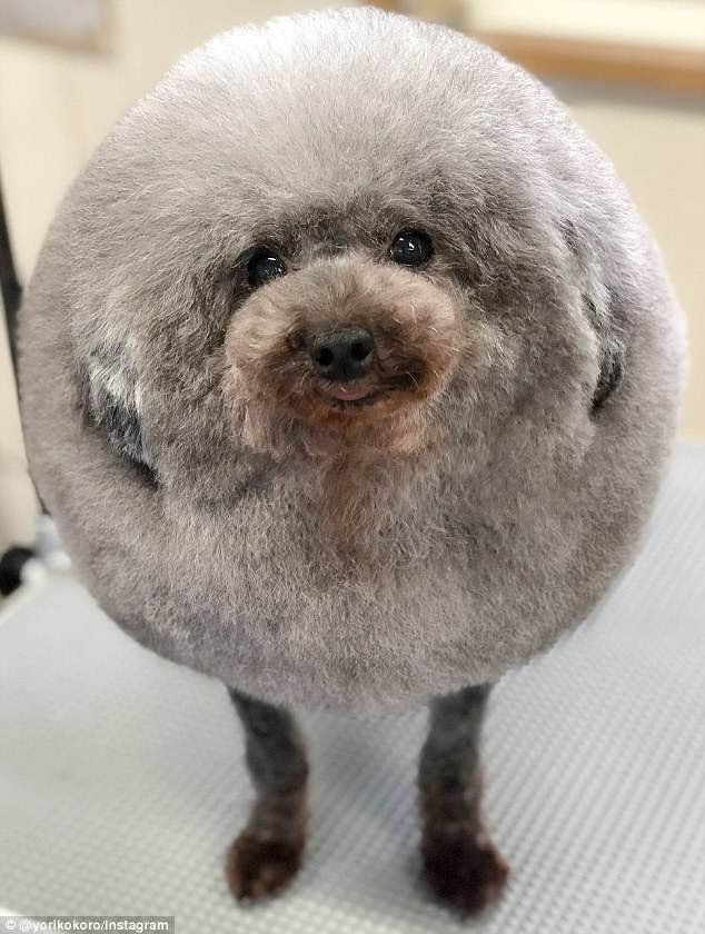 퀘이사존