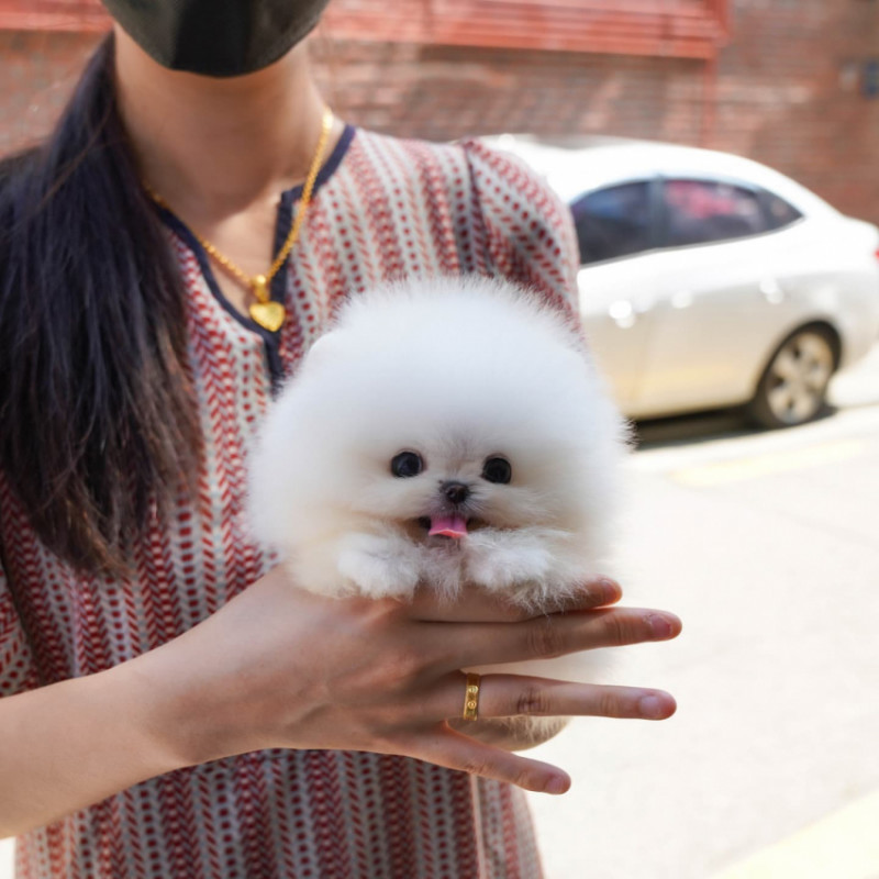 퀘이사존