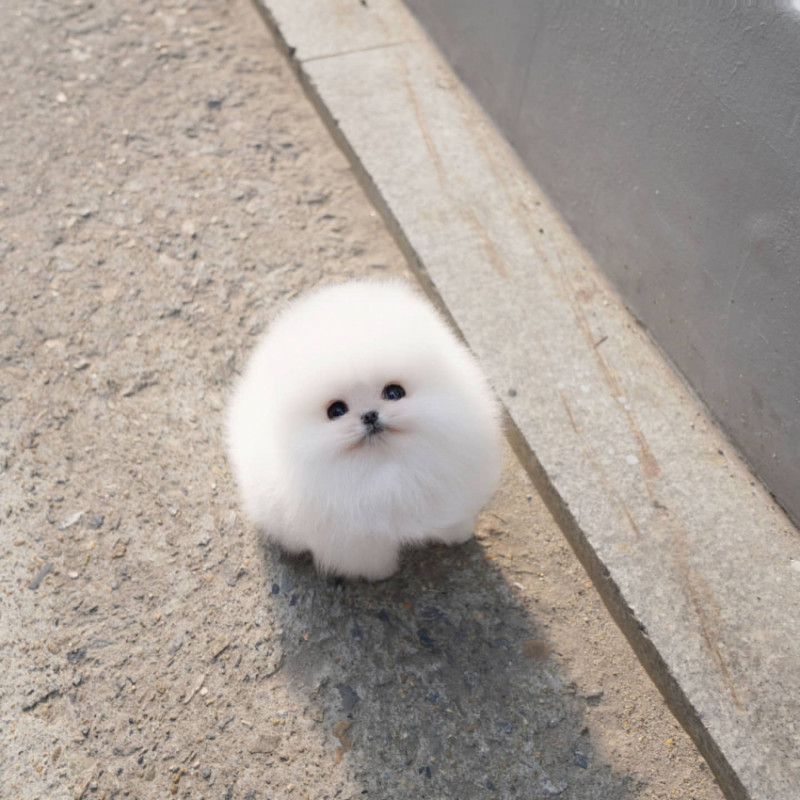 퀘이사존