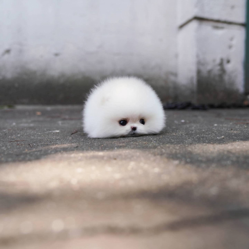 퀘이사존