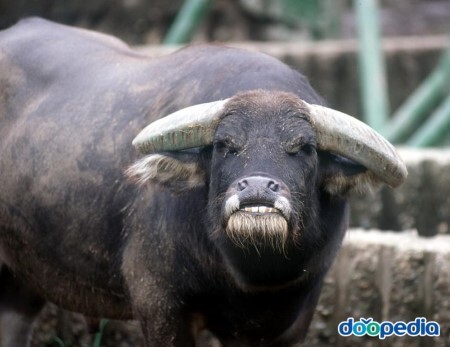 남친 친구들이 남친보고 물소라는데 뭔뜻이야?(혐주의)