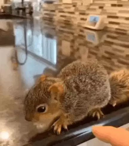 람쥐썸더 자세 보는방법.gif | 인스티즈