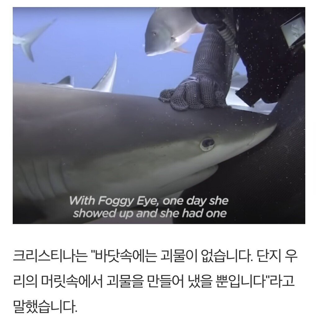 입속 낚시바늘 빼준 여성에게 몰려드는 상어들 - 꾸르