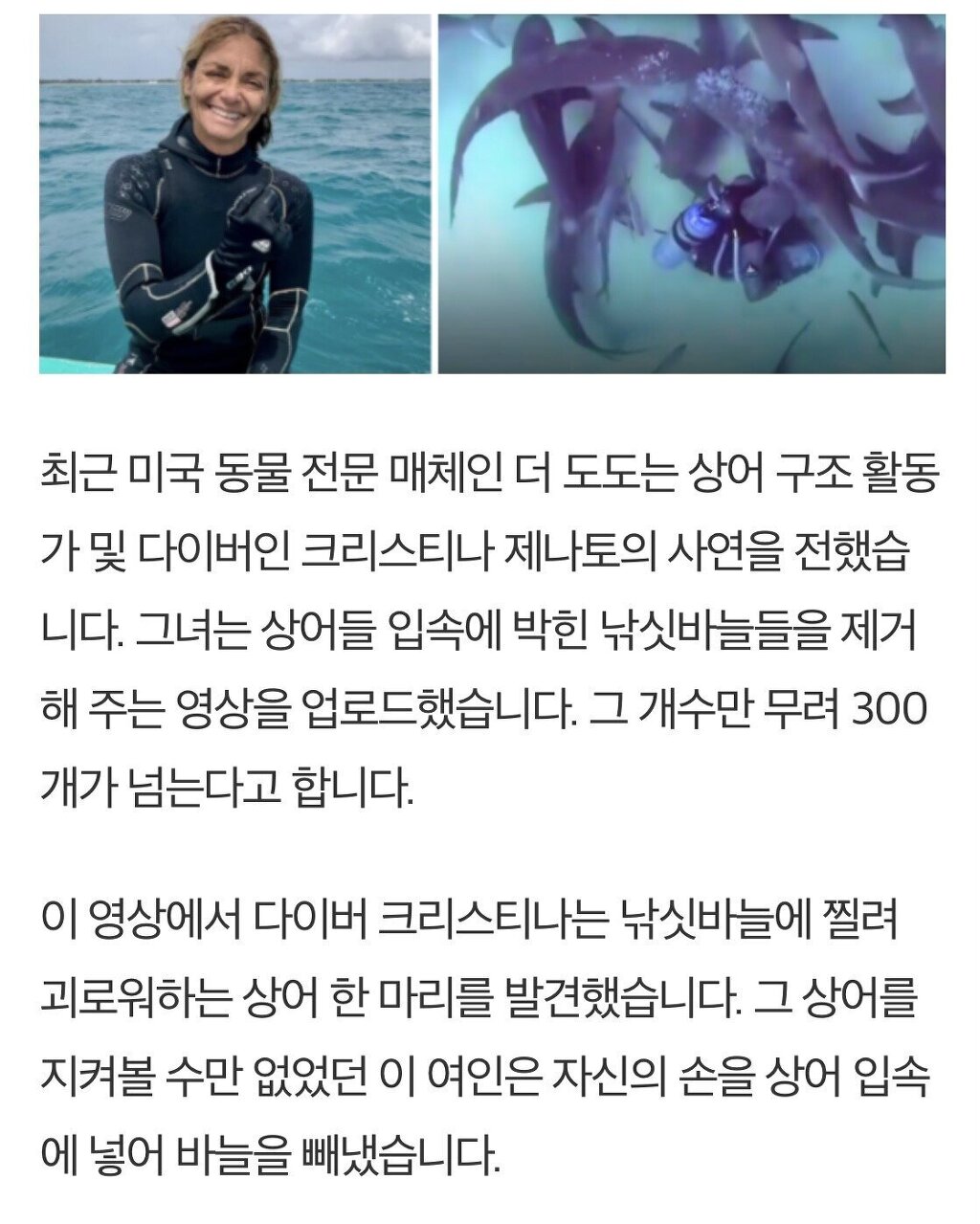 입속 낚시바늘 빼준 여성에게 몰려드는 상어들 - 꾸르