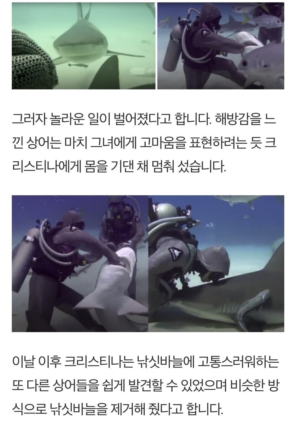 입속 낚시바늘 빼준 여성에게 몰려드는 상어들 - 꾸르
