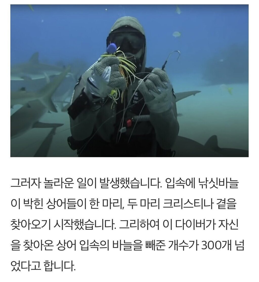 입속 낚시바늘 빼준 여성에게 몰려드는 상어들 - 꾸르