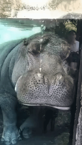 bt8a0fb36e44e39059754a6e44971eefd6.gif