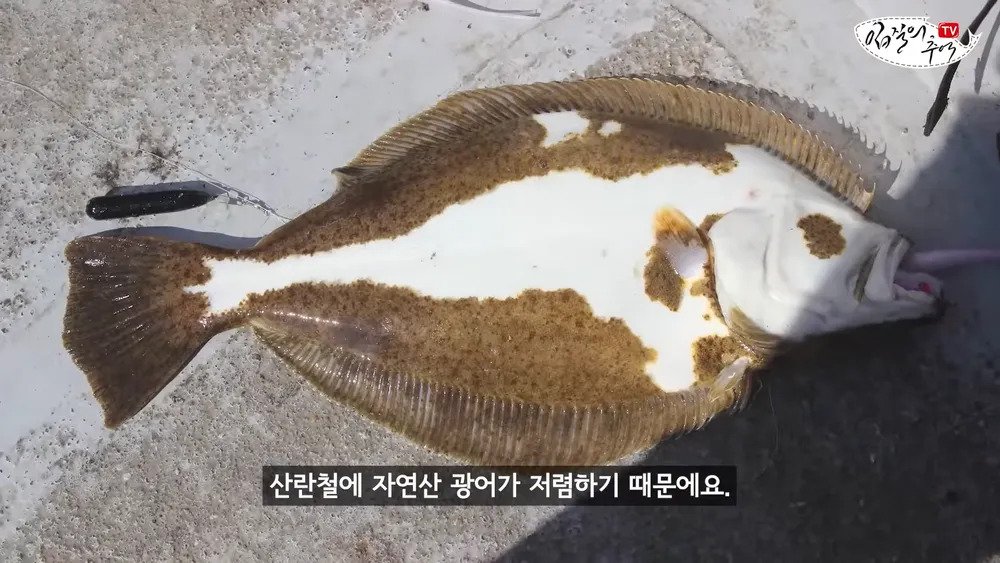 횟집에서 광어로 사기 안치는이유