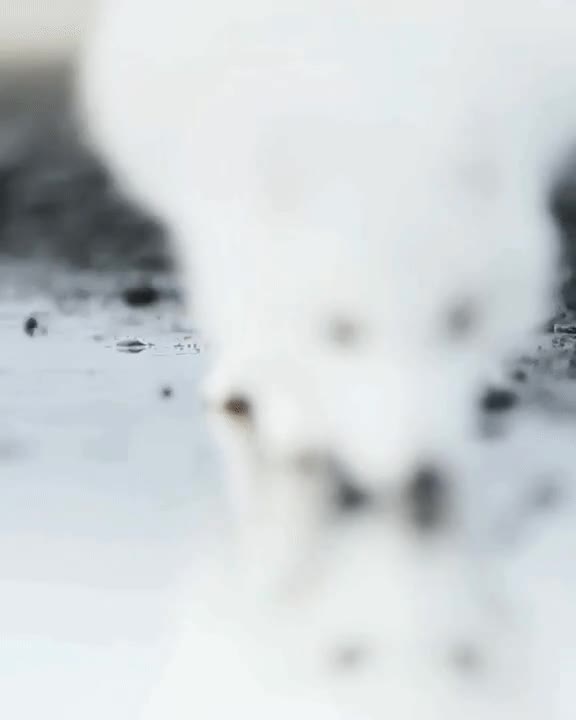 0100748cf25c93374361b7877c7892cf.gif