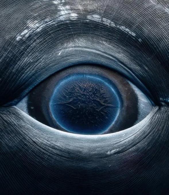 close-up-of-the-eye-of-a-female-humpback-whale-v0-xxdyhdminrvd1.webp.jpg