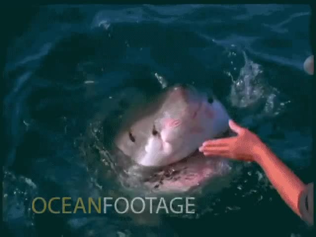shark-pet-for-real.gif